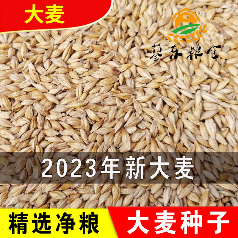 新大麦粒5斤带壳皮做麦芽糖大麦茶原料种子发芽苗榨汁可酿酒