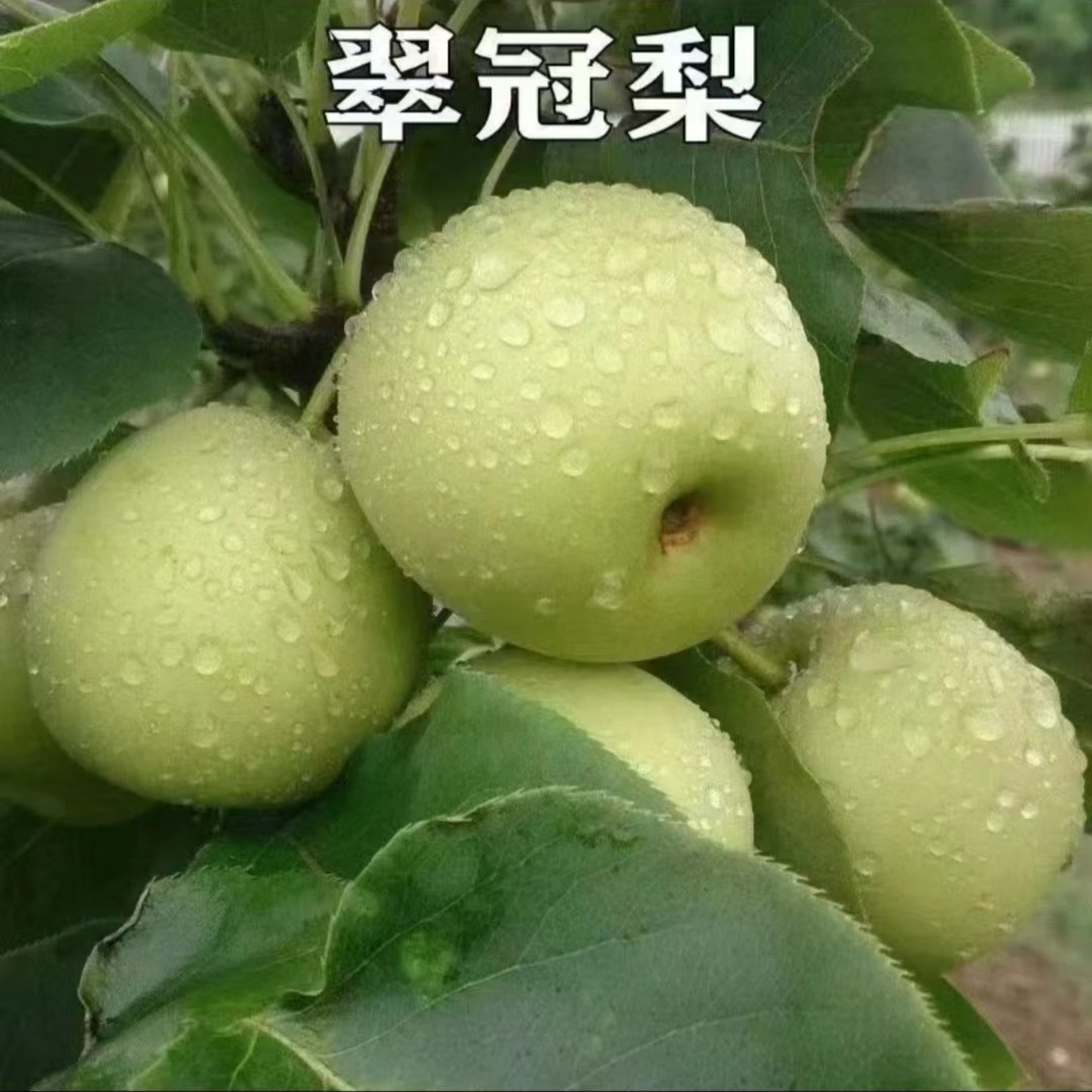 四川苍溪翠冠梨  黄金梨 嫁接果树苗南北方种植