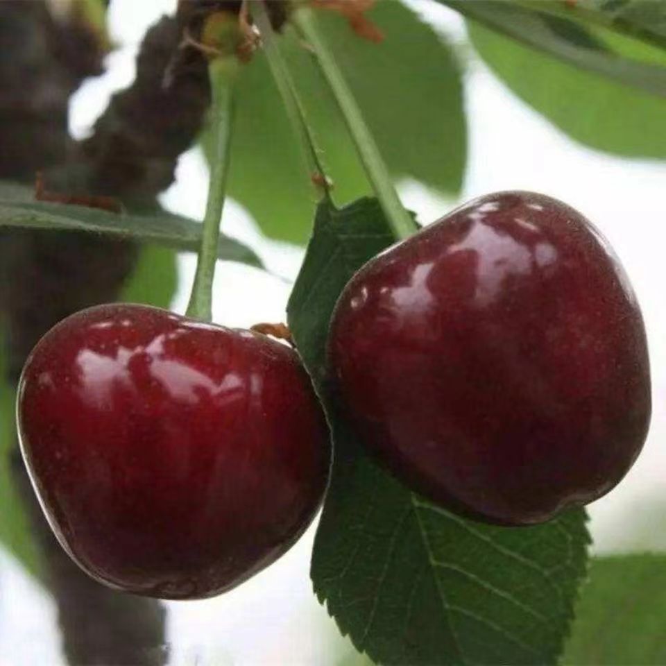 黑珍珠樱桃树苗现挖现发