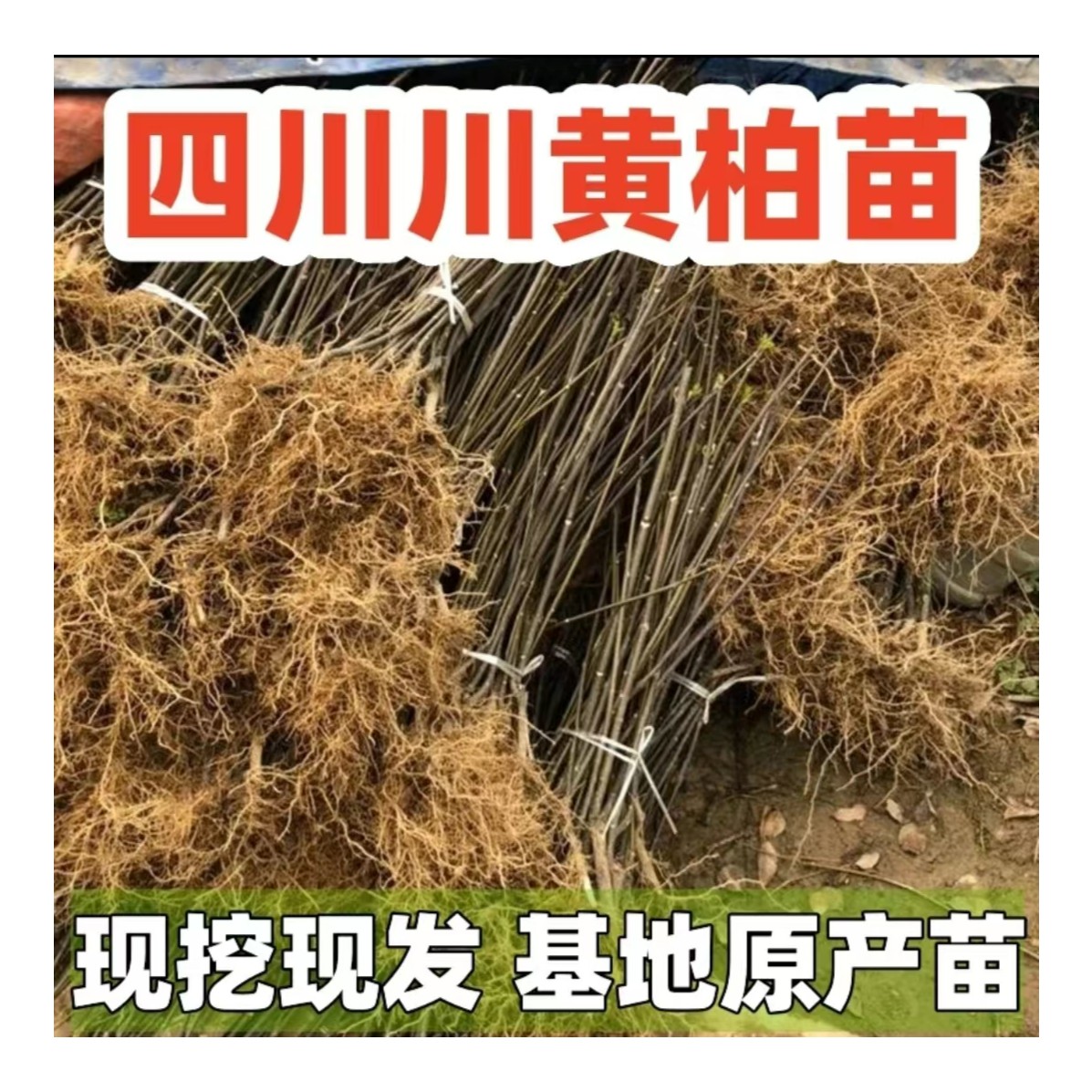 四川黄柏树苗厚皮黄柏树苗黄柏苗中药材纯正黄菠萝黄柏树