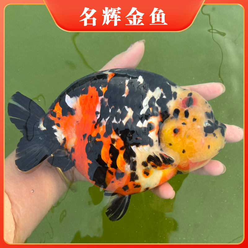 兰寿观赏鱼以直播间为准马印灯照射介意勿拍到货拍完整开箱视频