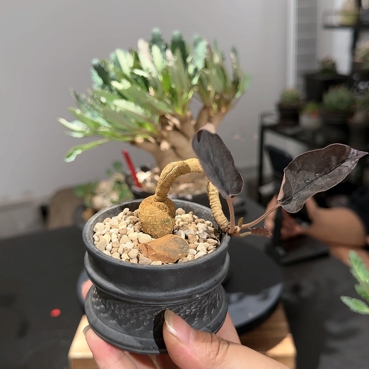 红叶拉巴提植物特殊不退不换