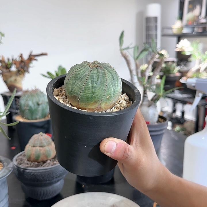 布纹球 植物特殊不退不换