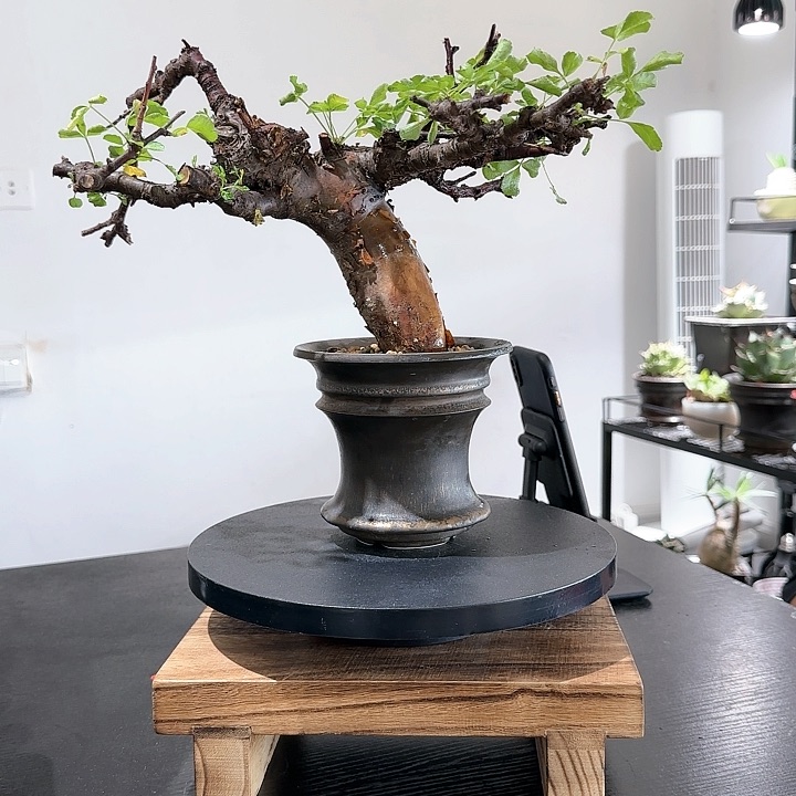 黑皮柏然恩斯植物特殊不退不换