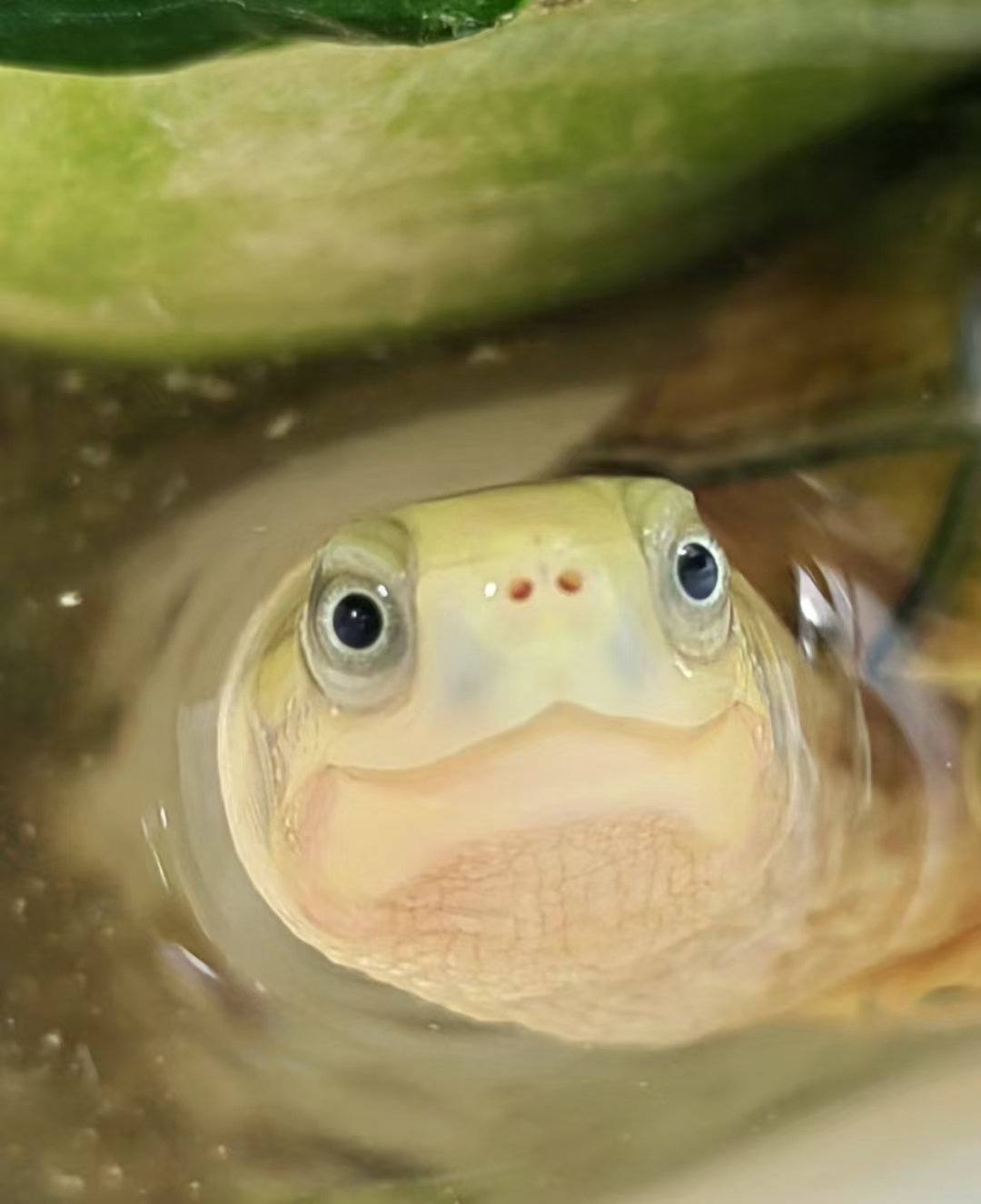 【直播挑选宠物龟】一物一拍收到货360%拍开箱视频