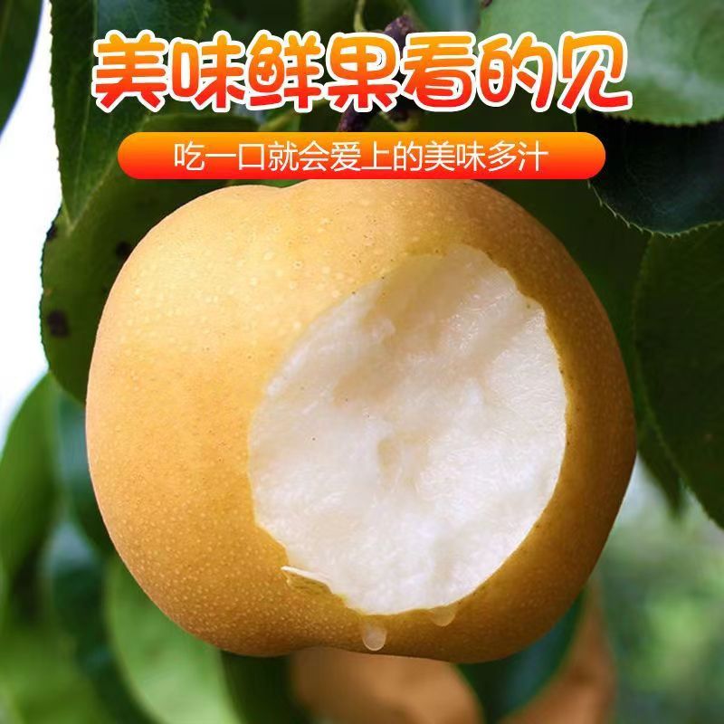 梨子丰水梨新鲜水果现货当季沙梨果现摘应季时令孕妇水果整箱批发