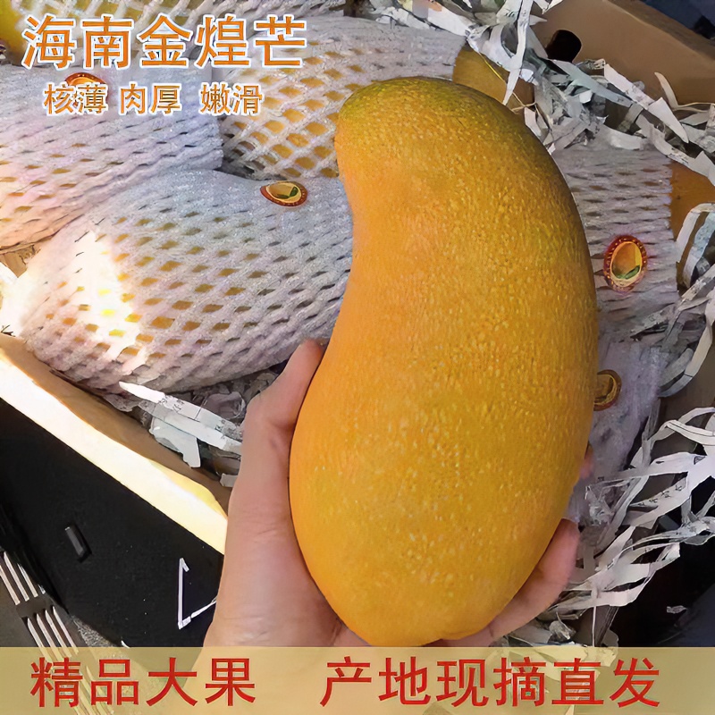 海南金煌芒果现摘热带芒果当季新鲜成熟水仙芒青皮芒整箱包邮