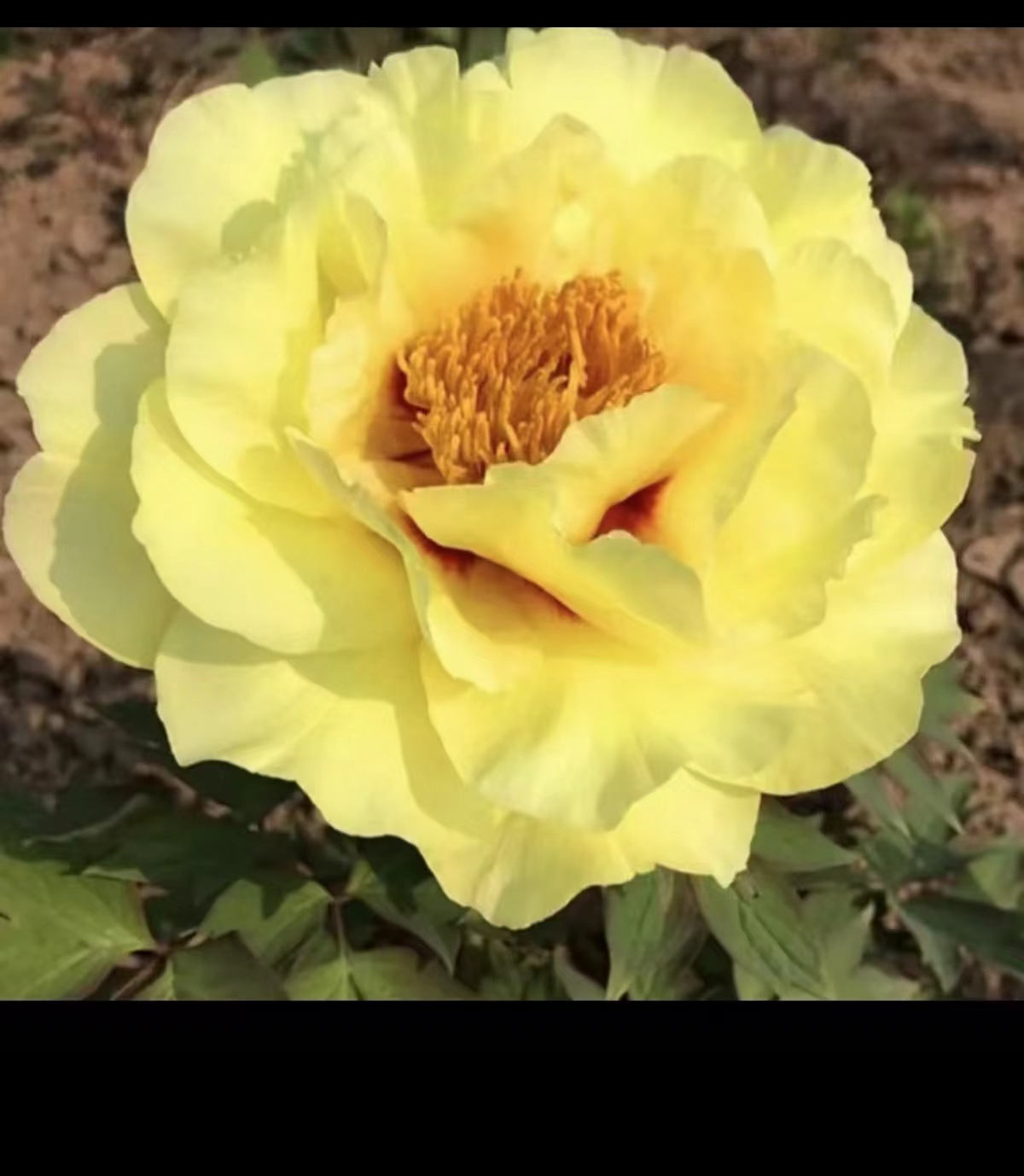 牡丹海黄三到5，分枝，预售先发肥料秋季发苗