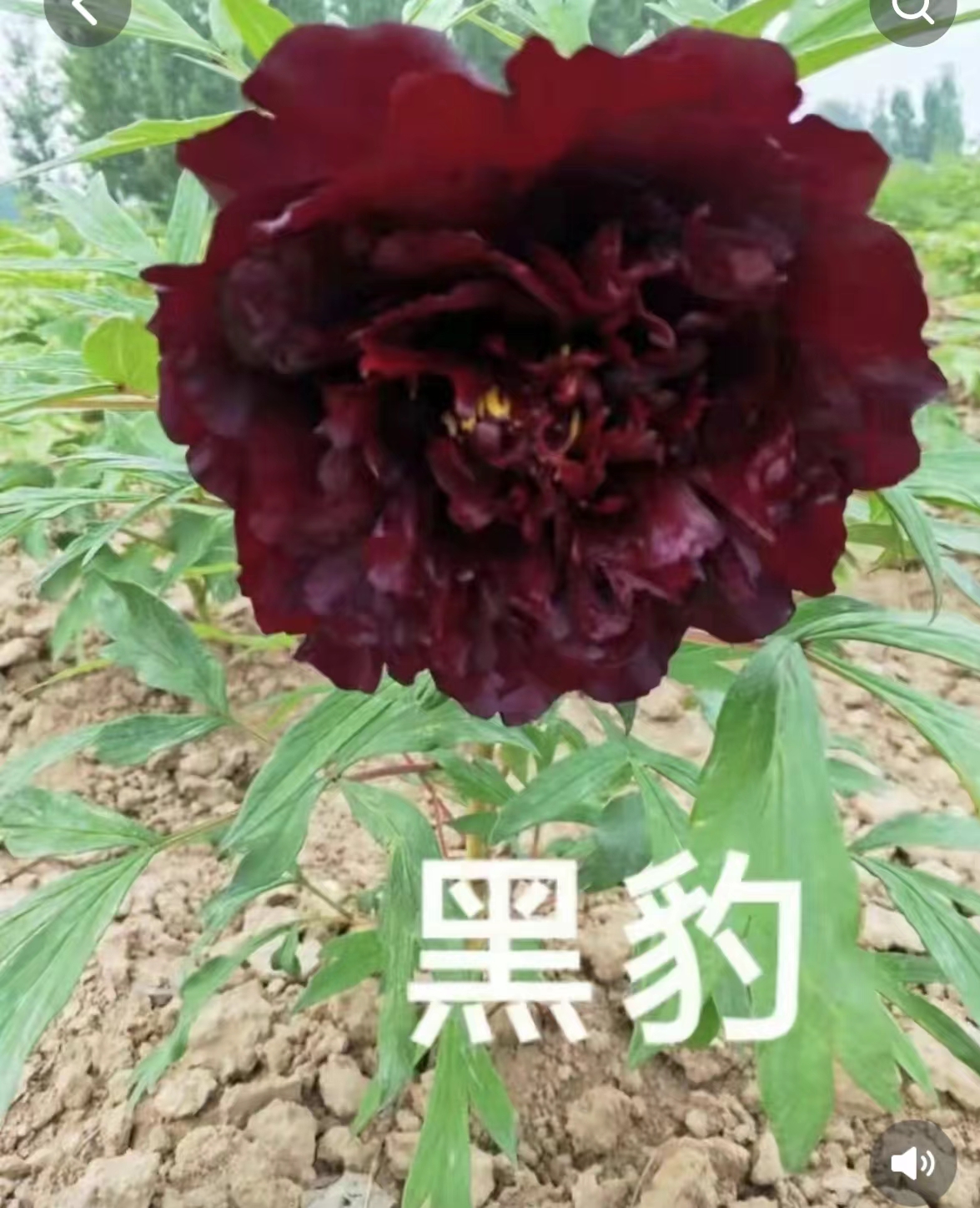 牡丹黑豹独杆，预售先发肥料秋季发苗