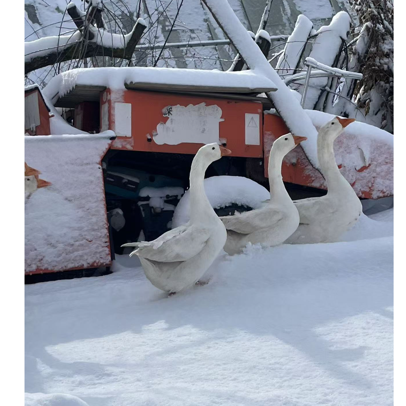 东北大鹅 农村散养笨大鹅 溜达鹅铁锅炖大鹅 新鲜现宰
