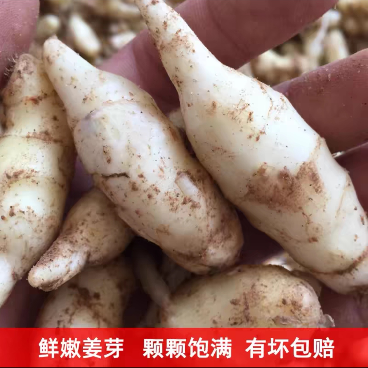 《顺丰包邮》现挖嫩姜芽泡姜凉拌腌制小嫩姜芽