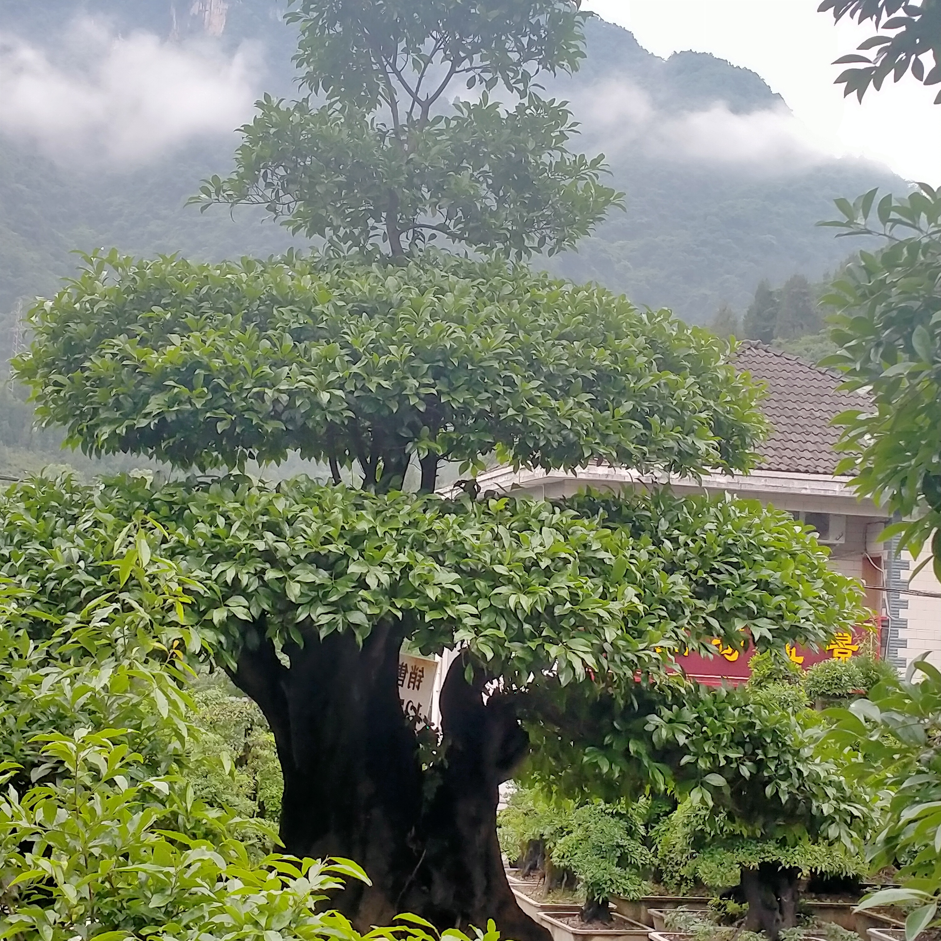 千年古桩  原生挂果金弹子  四季长青  开花结果的绿植盆景