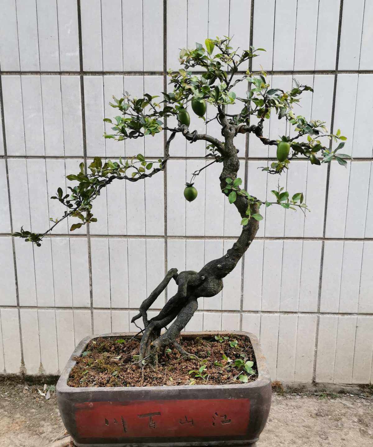 瓶兰花，耐寒，耐高温，四季常青，室内盆景室外皆可种植六月雪