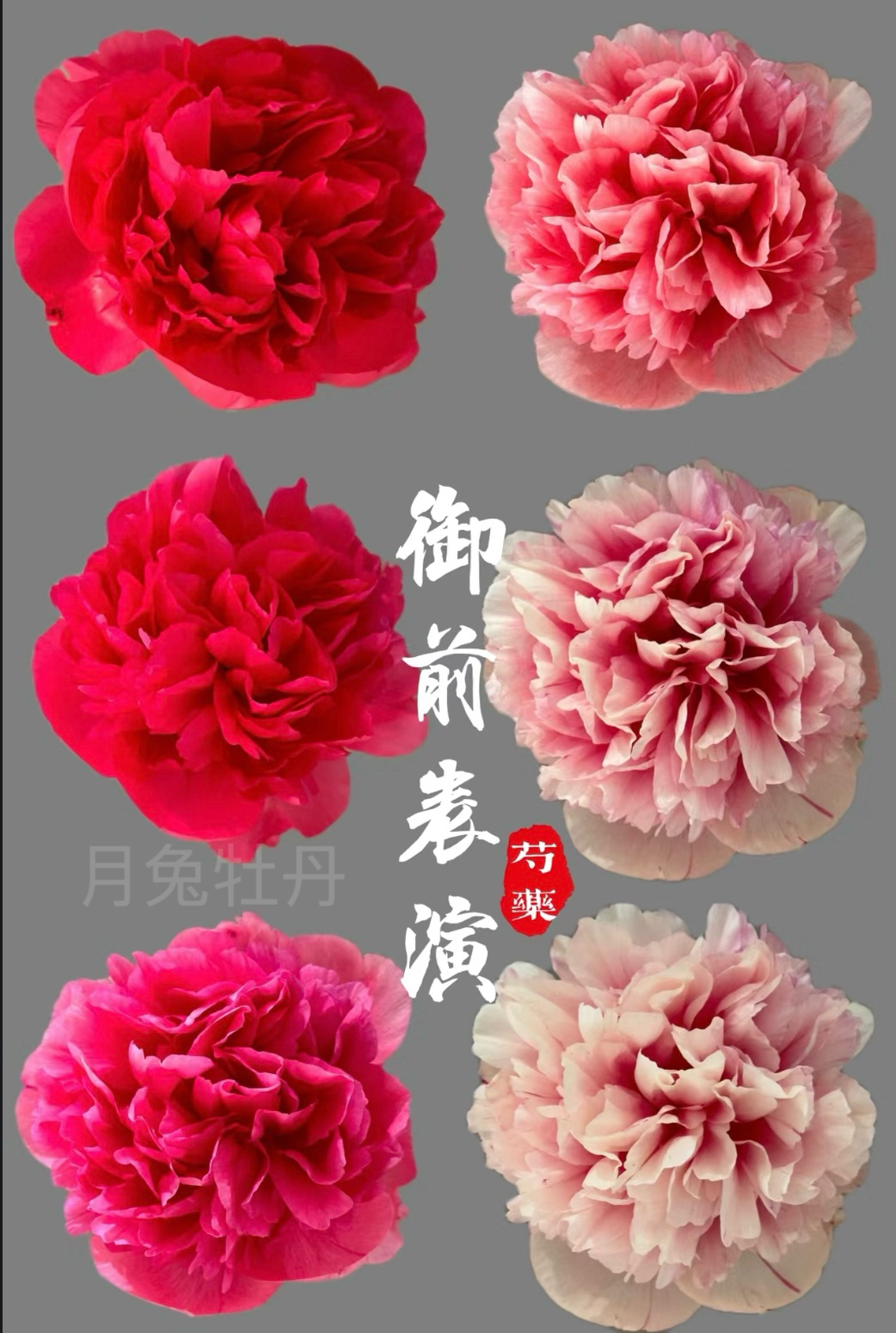 （御前表演）进口渐变芍药花种苗 菏泽基地直发