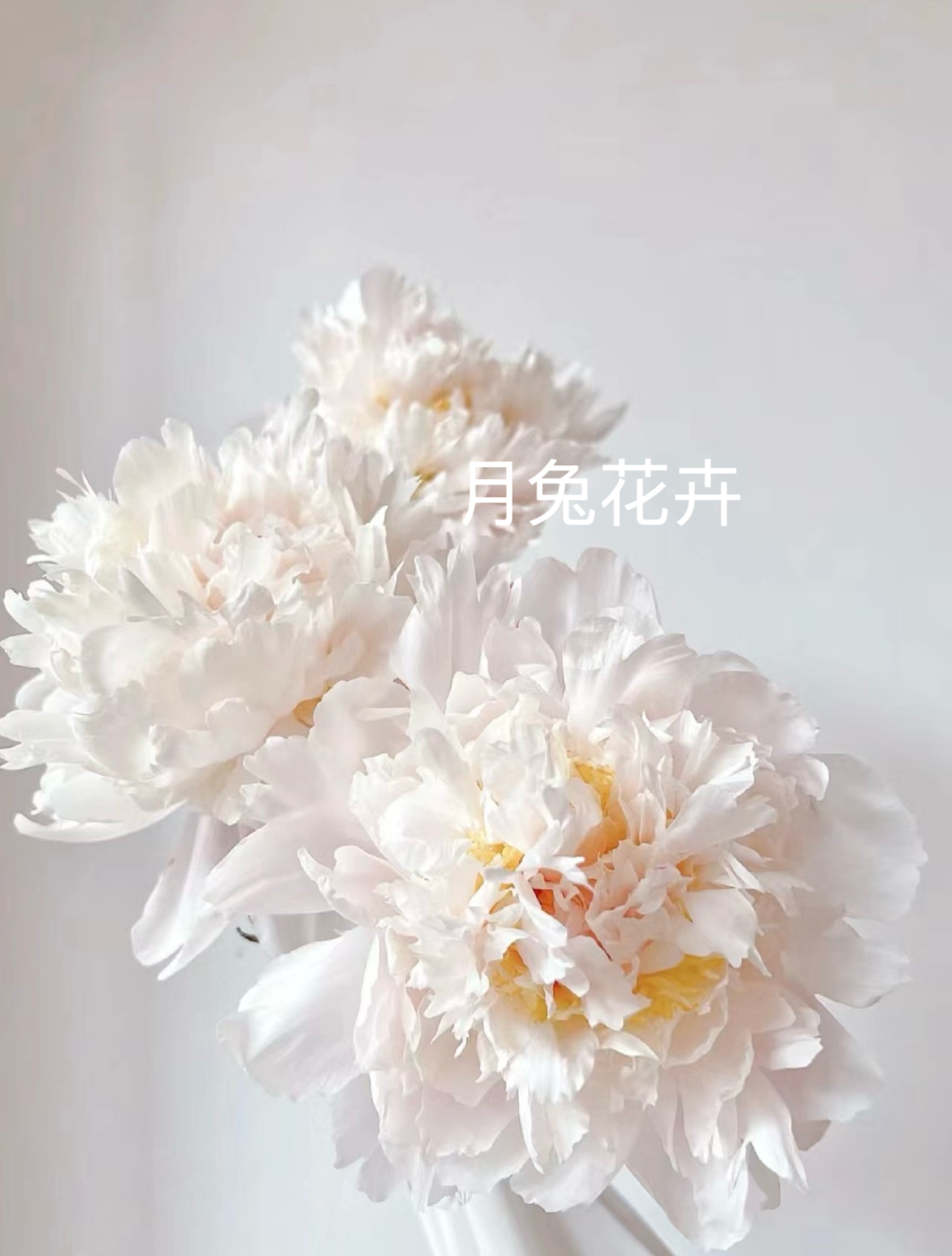 （金带围）复色芍药种苗3-5芽 菏泽基地直发