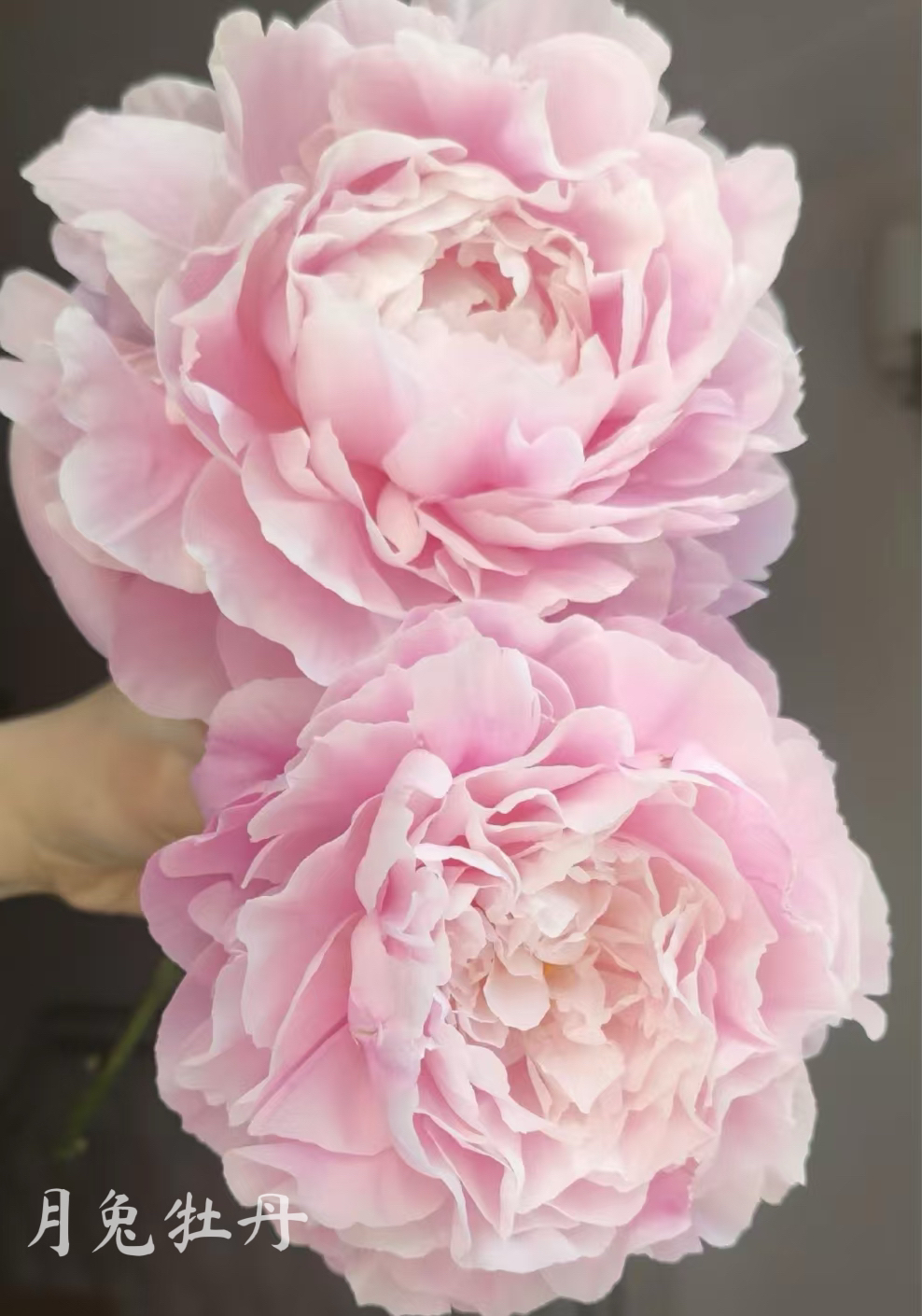 .种生粉】粉色重瓣芍药花苗 秋天发货 先发肥料