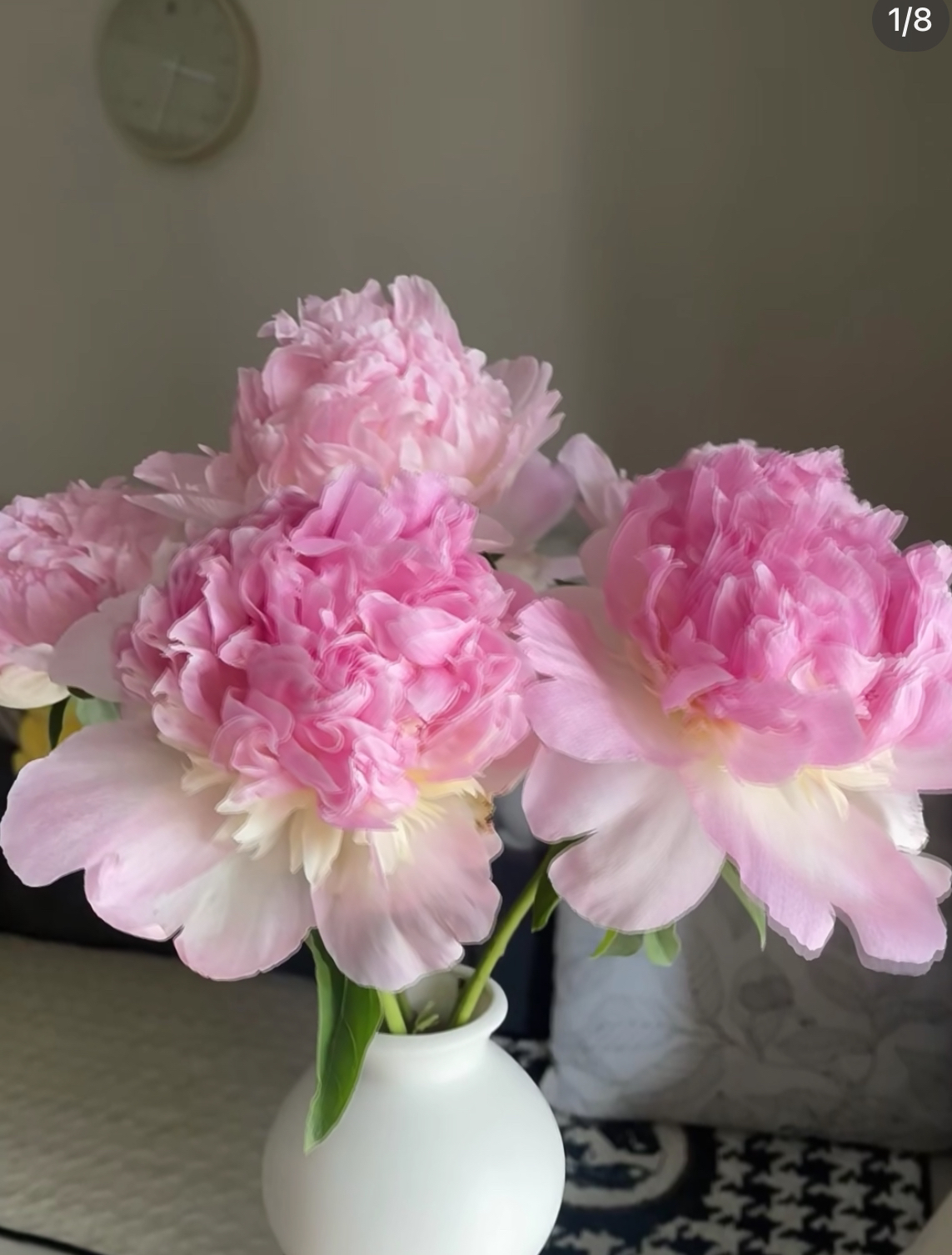 （树莓圣代）进口芍药复色粉仙气飘飘 秋天发货 先发肥料