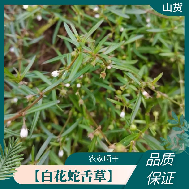 【白花蛇舌草】正宗野生白花蛇舌草晒干新货干货叶菜100-500g包邮
