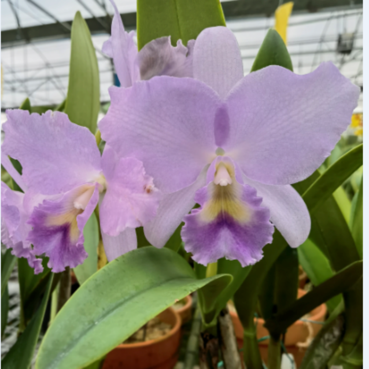 卡特兰路易士原盆连体今年开花苗卡特兰花