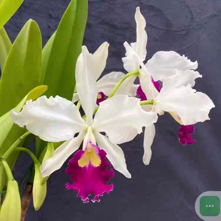 卡特兰原卡半百瓦塞维奇原盆连体今年开花苗室内办公室花卉洋兰花