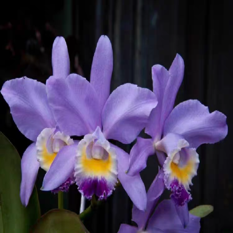 卡特兰蓝色情诗原盆连体成年开花苗室内办公室客厅洋兰花卉绿植花