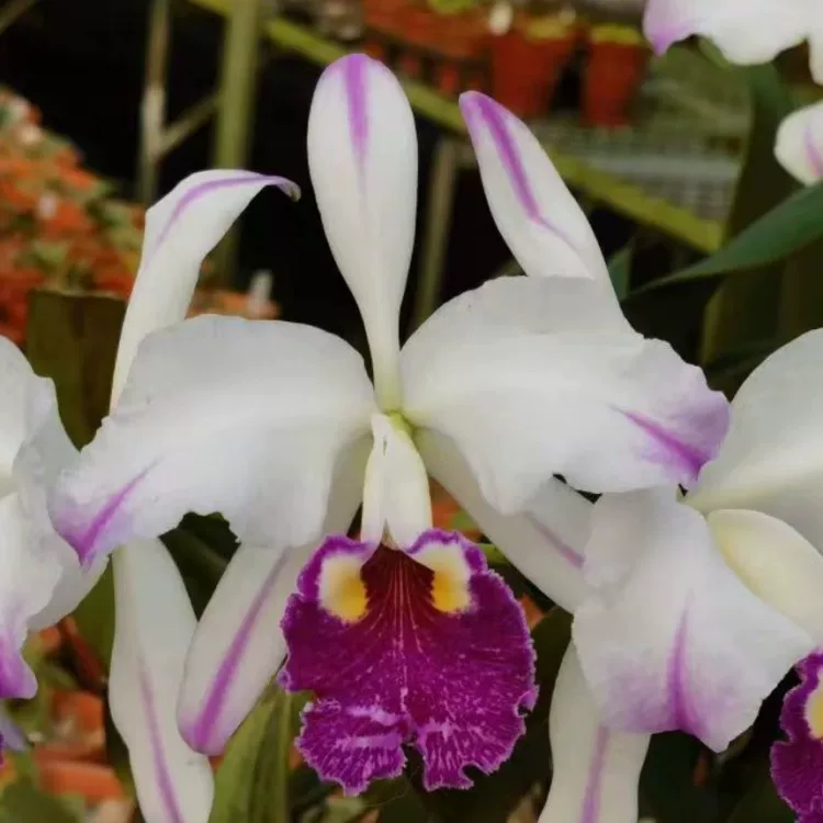 卡特兰半白路德 C.luddemanniana 'Cerro Verde'塞罗瓦德大花原卡