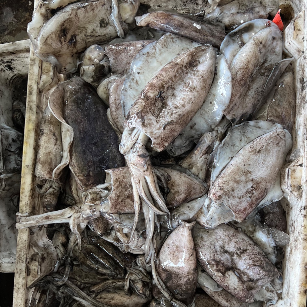 （湘湘姐）海捕野生油墨鱼