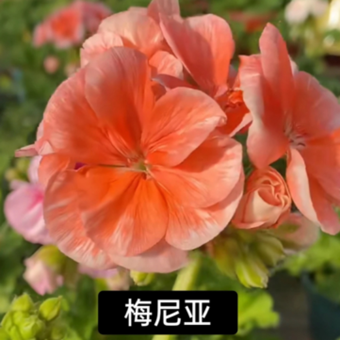 【梅尼亚 】直立大花球天竺葵包邮