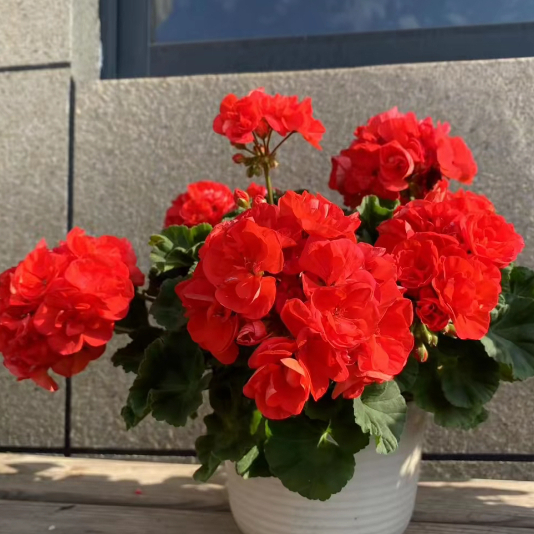 【公爵】  直立天竺葵红色花球