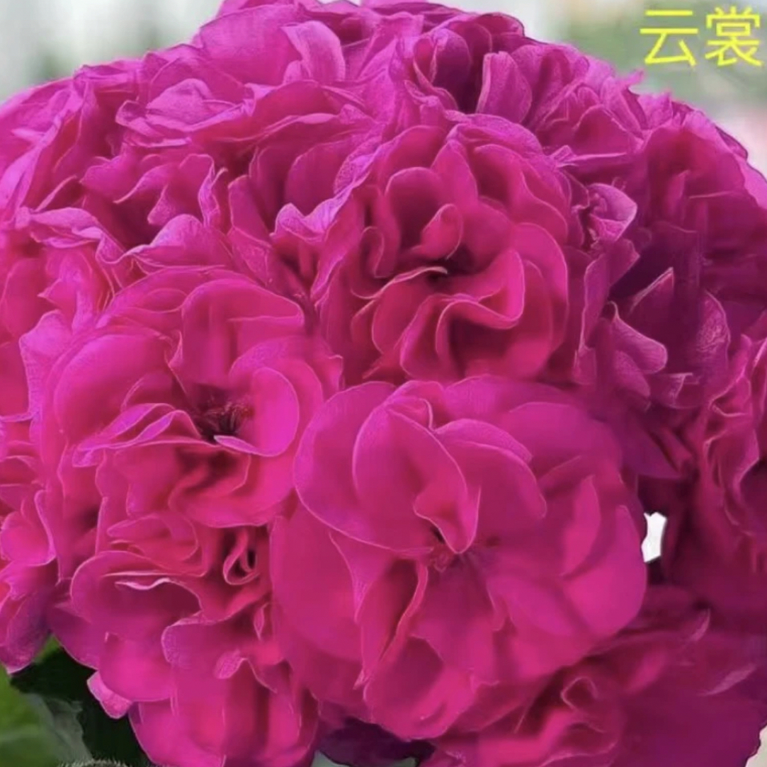 云裳  直立天竺葵，大花球 