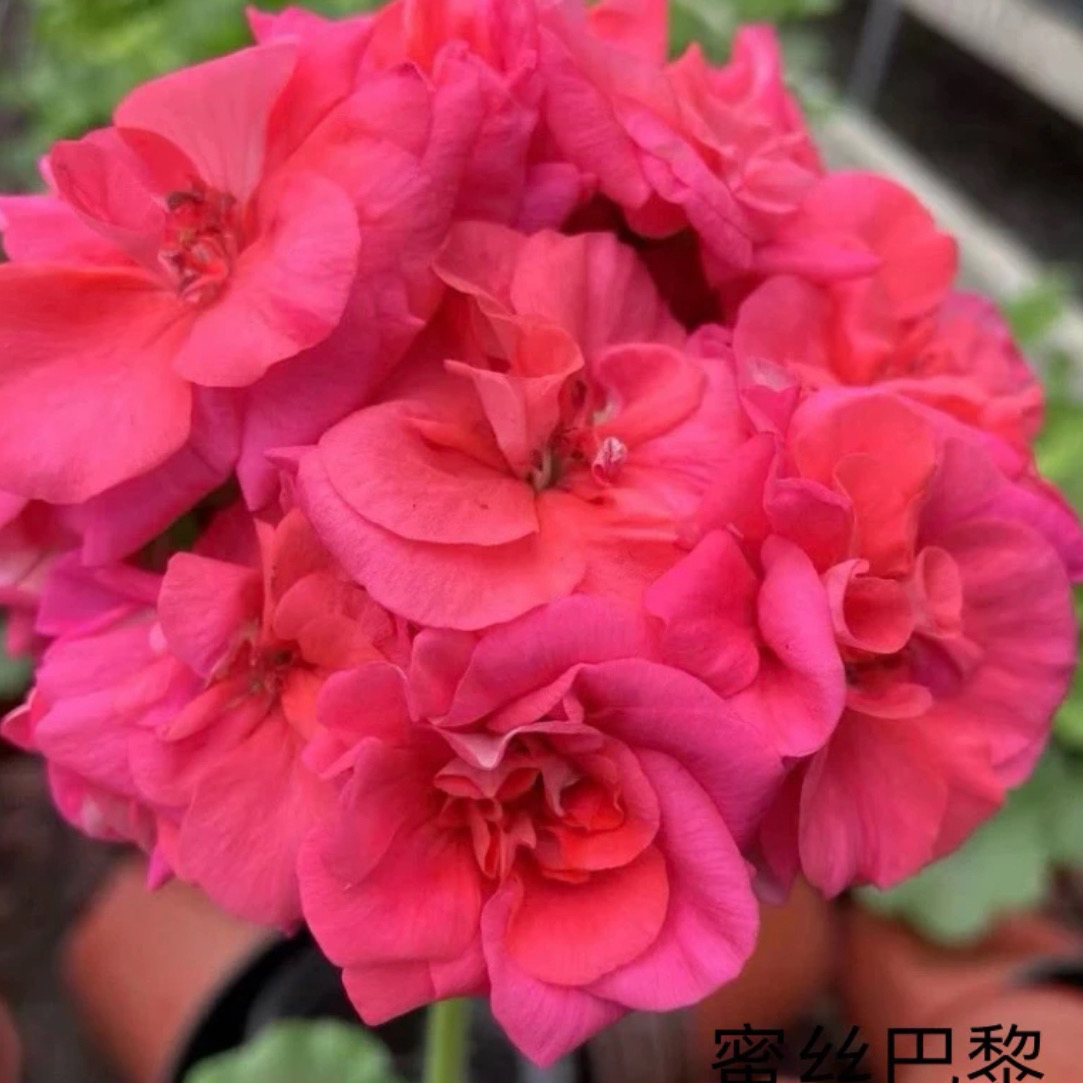 【密丝巴黎 】直立天竺葵  耐热品种 新手必入