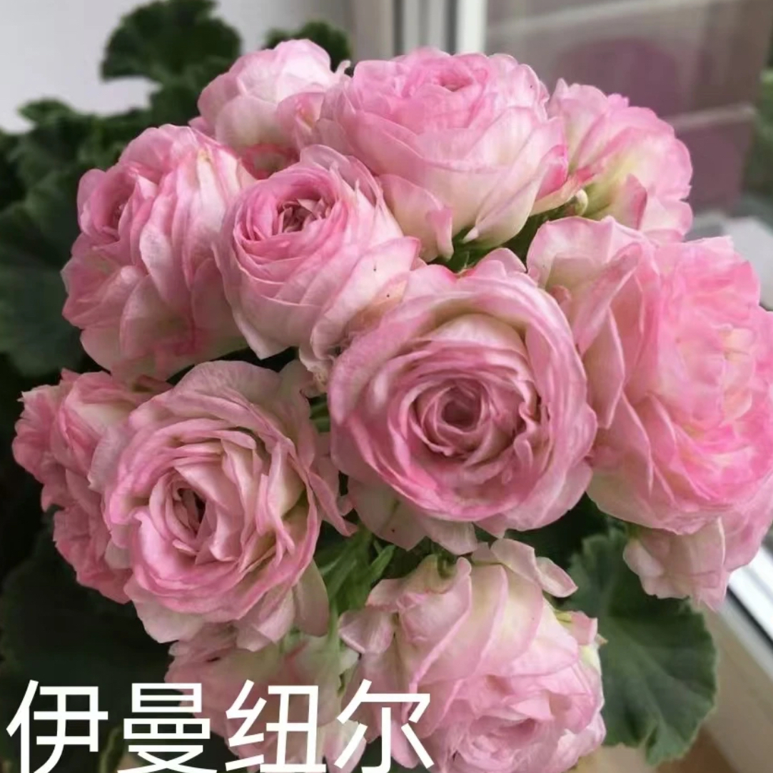 伊曼纽尔 兽 直立天竺葵