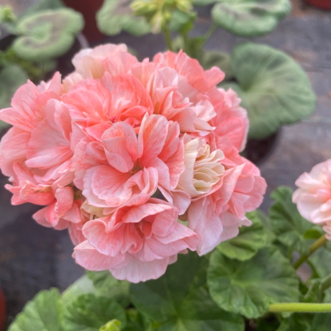 执事生日，直立矮生勤花一颗包邮