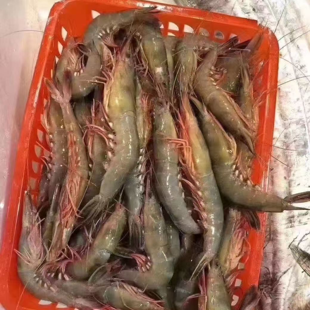 【直播现称】大沙卢虾   冷运到家