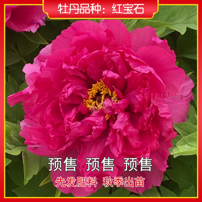 牡丹【红宝石】菏泽观赏牡丹花苗 庭院地栽 阳台盆栽