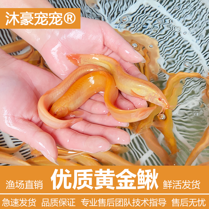 沐豪宠宠【黄金泥鳅】金龙鳅冷水观赏鱼鱼缸清洁工具鱼好养耐活的鱼