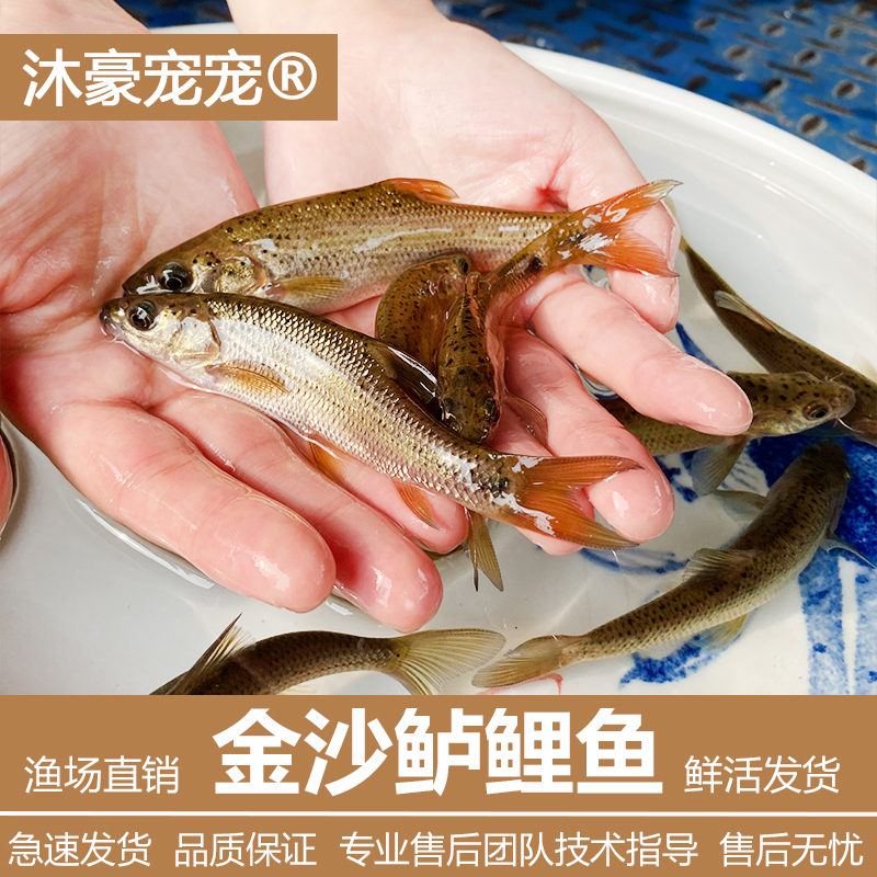 沐豪宠宠【5元/条、金沙鲈鲤鱼】金沙鲈鲤鱼苗大花鱼豹纹花鱼名贵鱼
