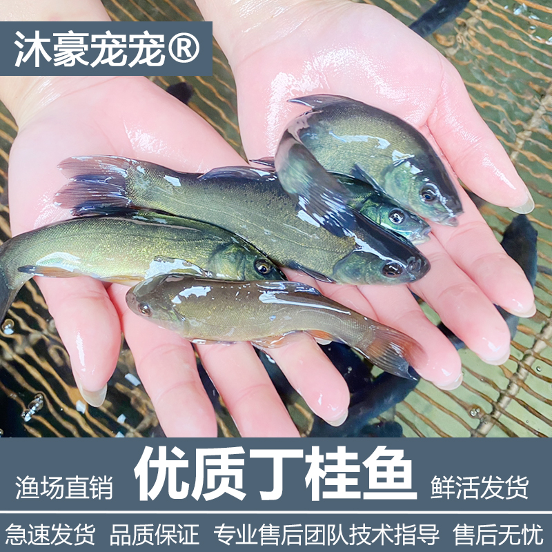 沐豪宠宠丁桂鱼苗淡水养殖食用欧洲大丁鱥鱼须鱼岁易养活丁穗鱼苗