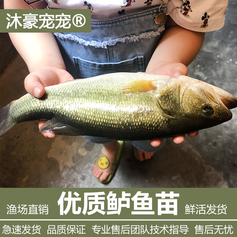 沐豪宠宠【1.8元/条、鲈鱼苗】优质鲈鱼苗加州黑鲈淡水水花桂鱼军鱼