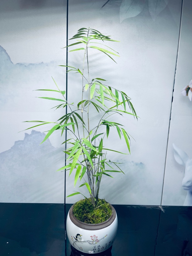 【直播间一物一拍】高端好养盆景台湾内门竹红寒竹紫寒竹红观音竹