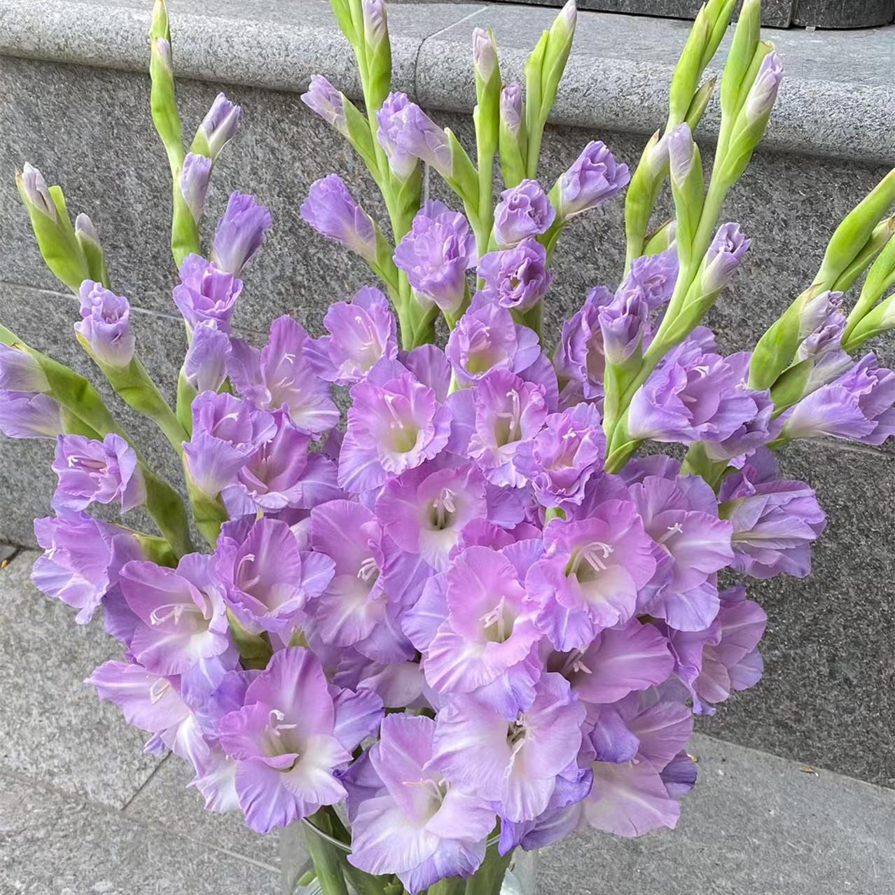 剑兰种球唐菖蒲进口球根盆栽花卉有香味可鲜切花新手易养四季种植