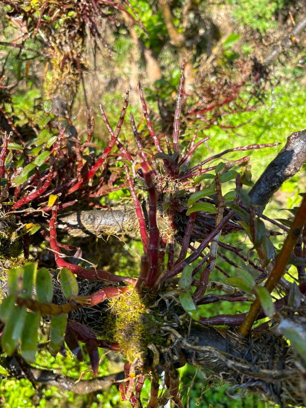 【露天苗】雁荡山铁皮石斛红杆苗绿植盆栽石斛兰