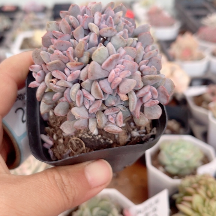 雪静静缀多肉植物