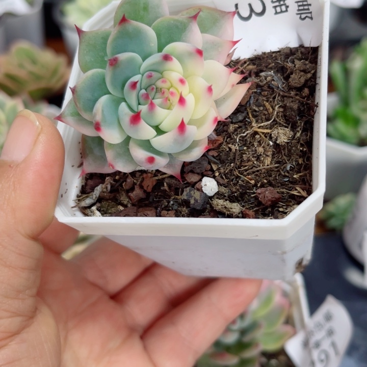 吉娃娃锦多肉植物313