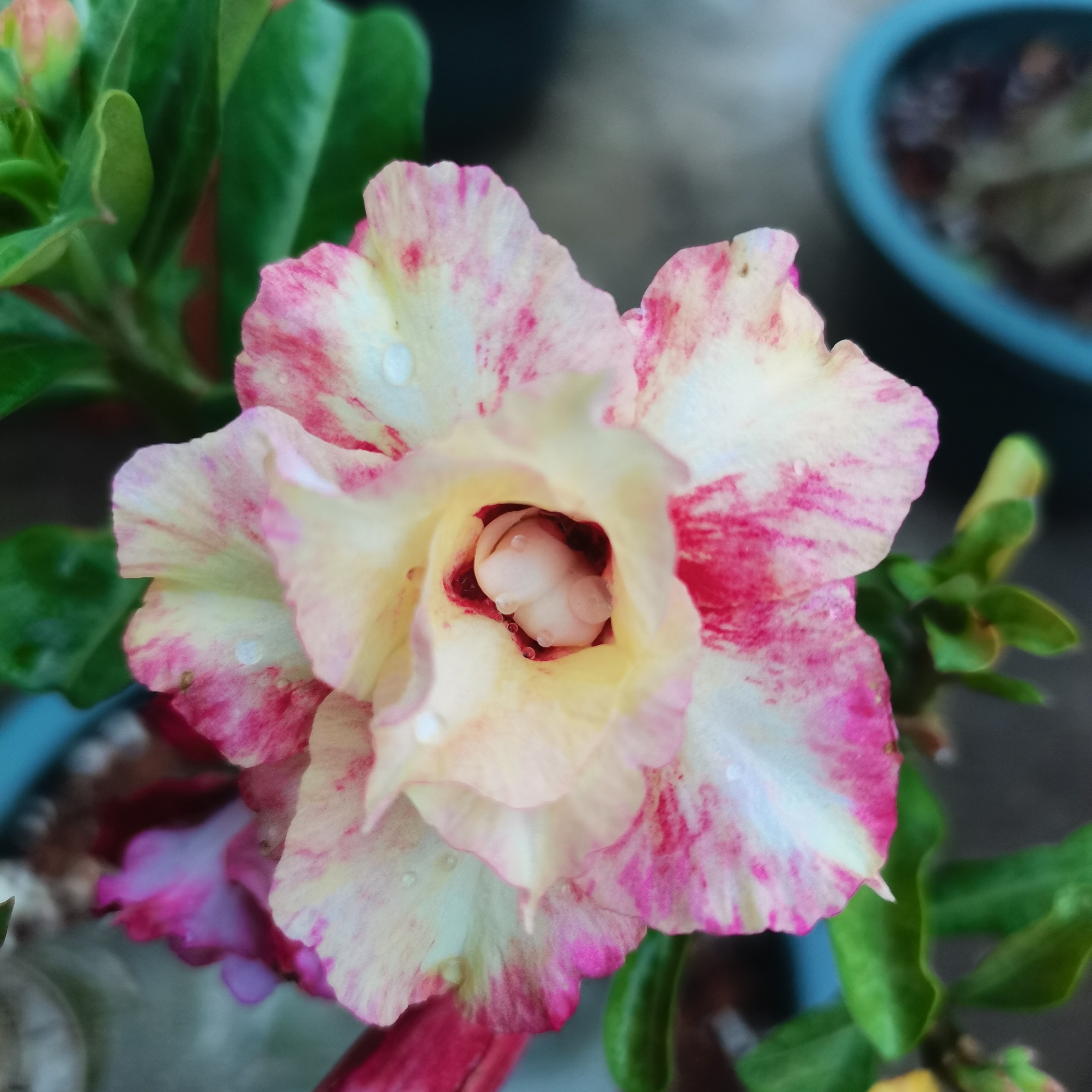 沙漠玫瑰基地直发一物一拍四季开花庭院盆栽绿植喜阳耐旱好养易活