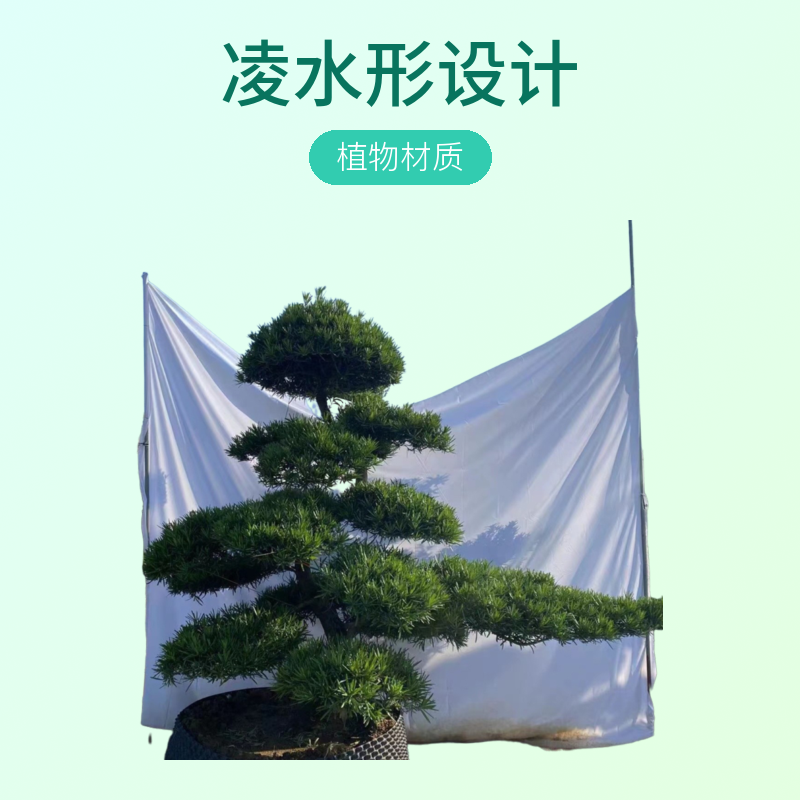 精品小叶雀舌罗汉松 