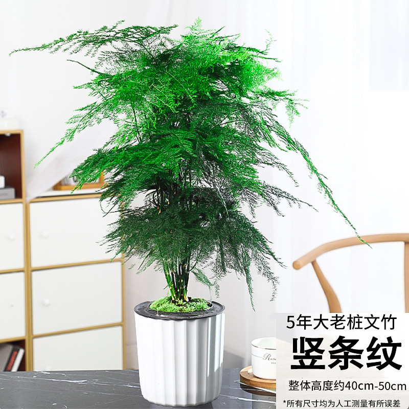大文竹盆栽室内绿植盆景四季常绿盆栽花卉桌面办公室内盆景