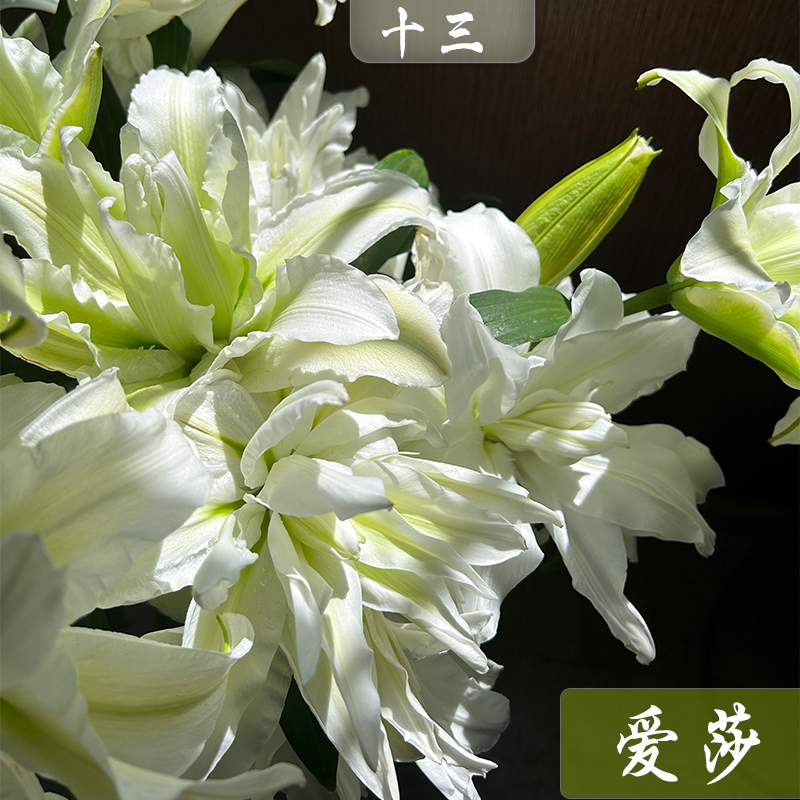 【十三花开】爱莎浪漫之心重瓣香水百合精致新鲜