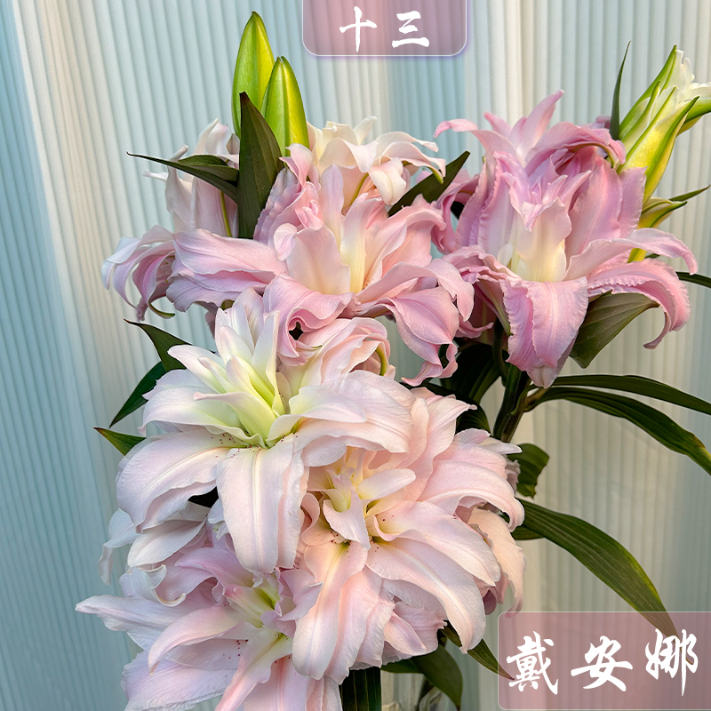 【十三花开】戴安娜重瓣香水百合新鲜雅致易开炸中小型花苞