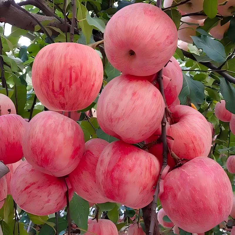 新鲜直达红富士苹果脆甜汁多应季水果